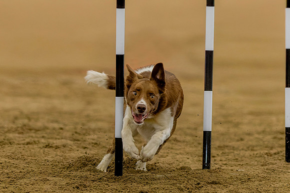 Poles-1